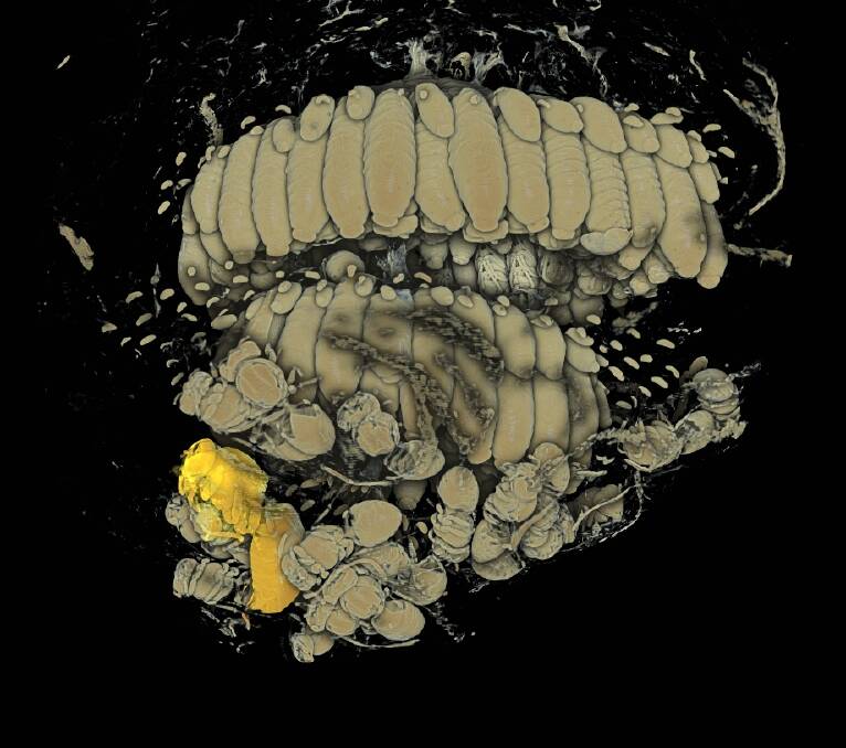 One of the X-ray computerised tomography images of a wasp nest. Photo: Supplied