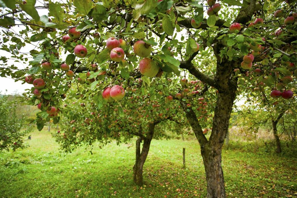 The apples are hanging and are ready to pick. Photo: Catalin Petolea