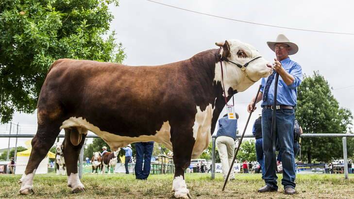 Andrew Green, with his 1068kg bull, Gold, at the Canberra show on Saturday. Photo: Rohan Thomson