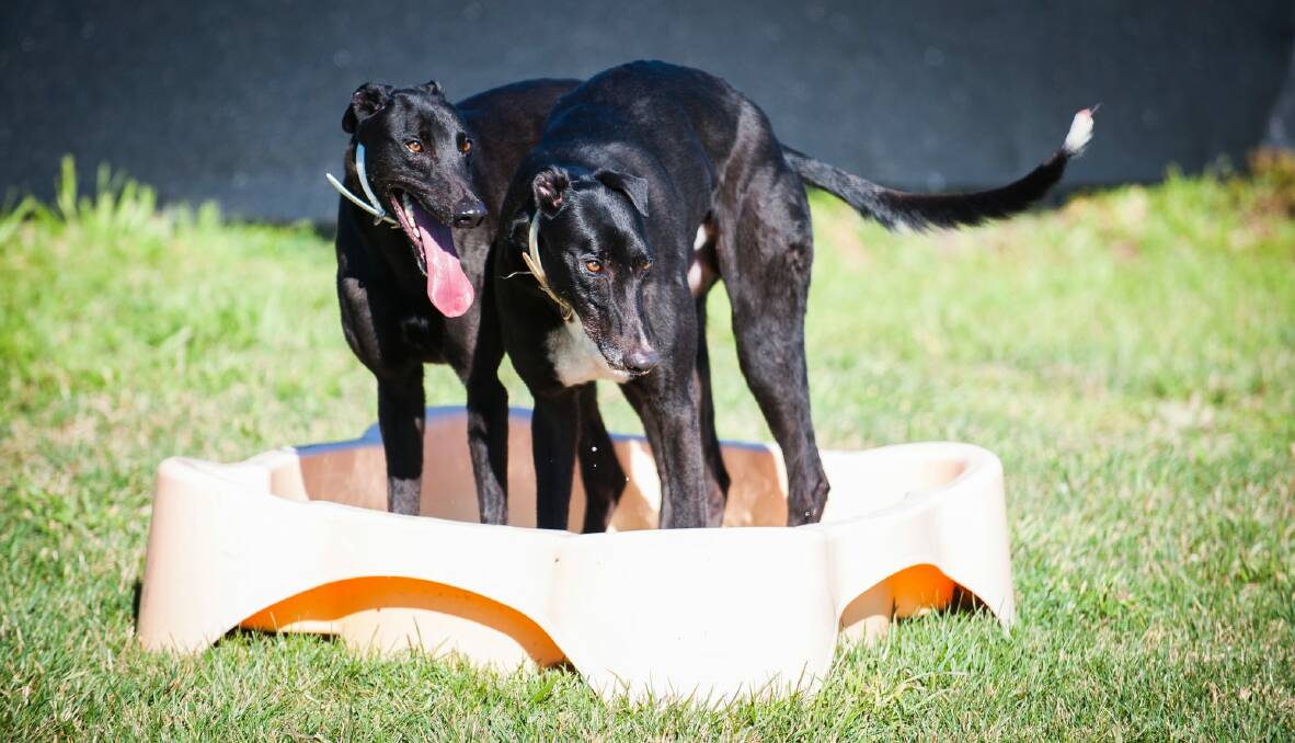 Bolt and Lightening are the first dogs surrendered by an ACT-based racing trainer.  Photo: Elesa Kurtz