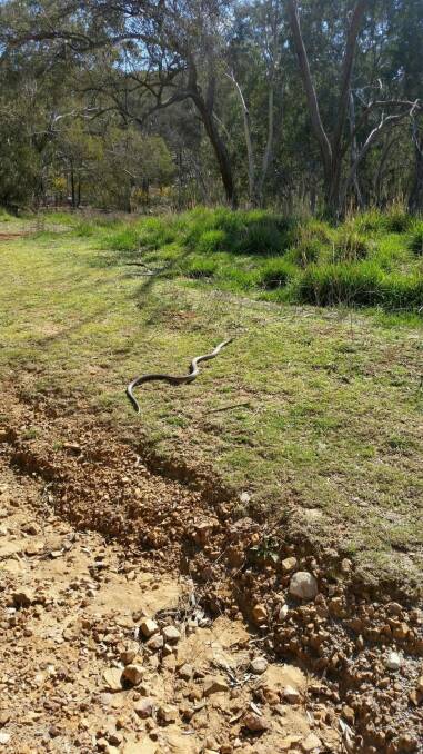 A large brown snake photographed at Black Mountain, which was travelling with another, smaller snake. Photo: Louise Botha