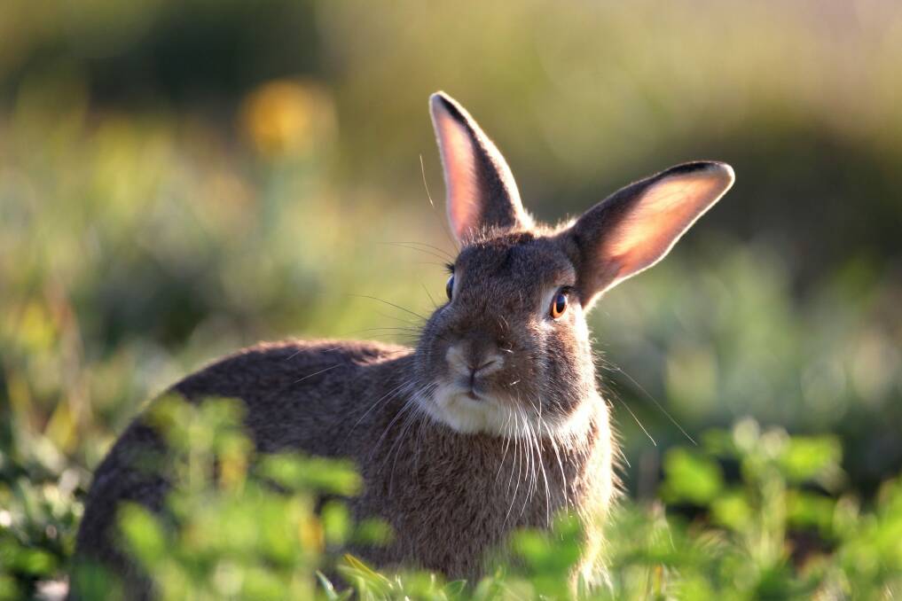 K-5 is tipped to wipe out between 20-40 per cent of the ACT's wild rabbits. Photo: John Veage  