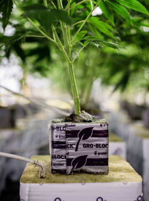 An adult individual is allowed up to four marijuana plants if the ACT legalises cannabis. Photo: Bloomberg