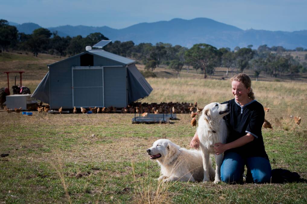 Visiting Australian National University scholar Dr Linda van Bommel, pictured with two maremma sheepdogs at Amberly Eggs in Kambah, says they may be the key to reintroducing eastern bettongs into the wild. Photo: Elesa Kurtz