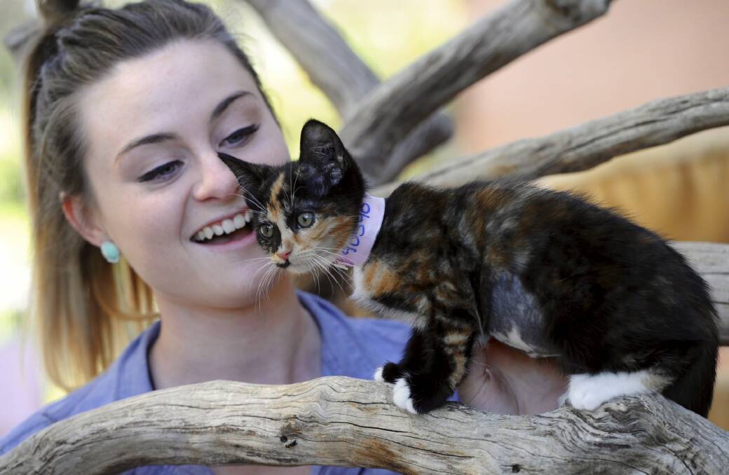 Animal carer assistant, 21-year-old Lauren Gillan with a kitten. Photo: Graham Tidy