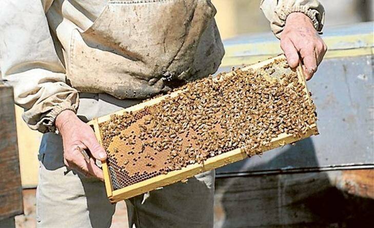 Demise of the queen bees in deadly game