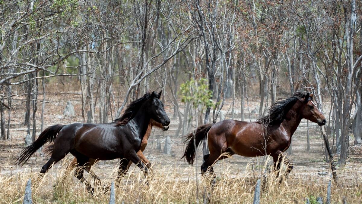 One of the research projects looked at how brumbies could be domesticated. Photo: Penny Stephens