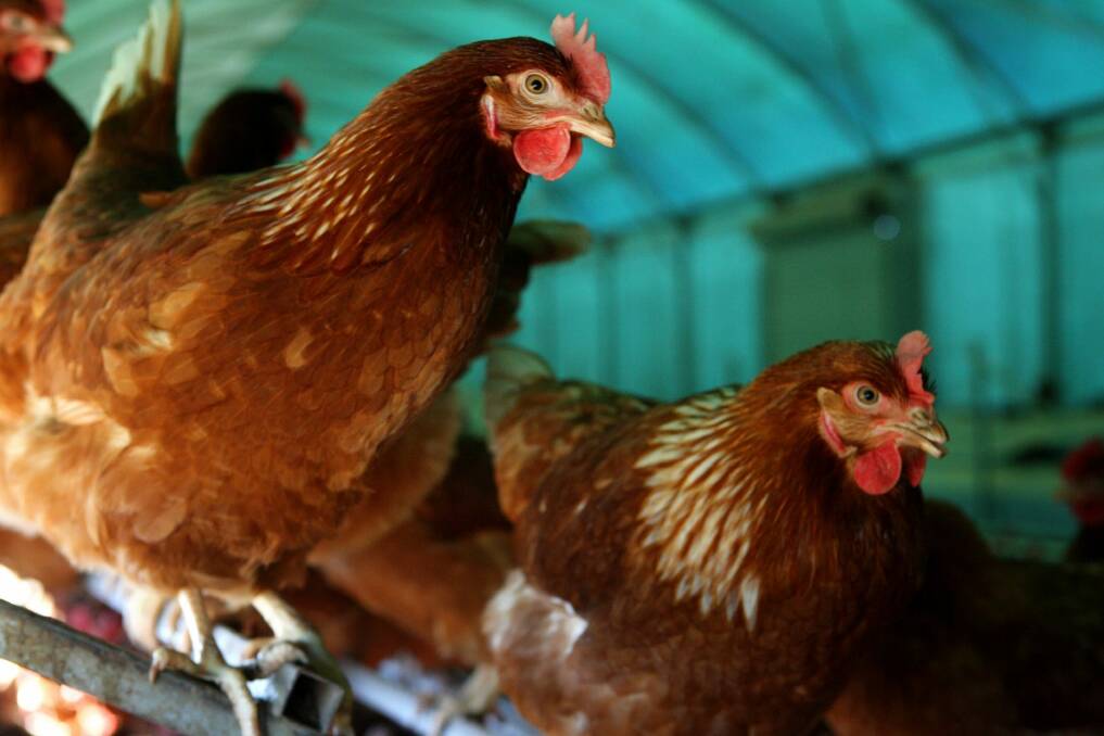 RSPCA ACT inspectors are investigating the brutal killing of six chickens in Melba.