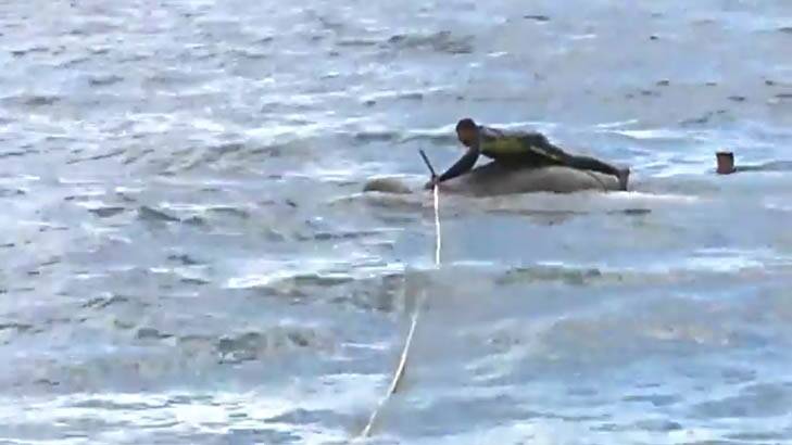 Incredible video has emerged of an elephant being rescued by the Sri Lanka Navy, 16 kilometres off the Sri Lankan coast. Photo: Supplied
