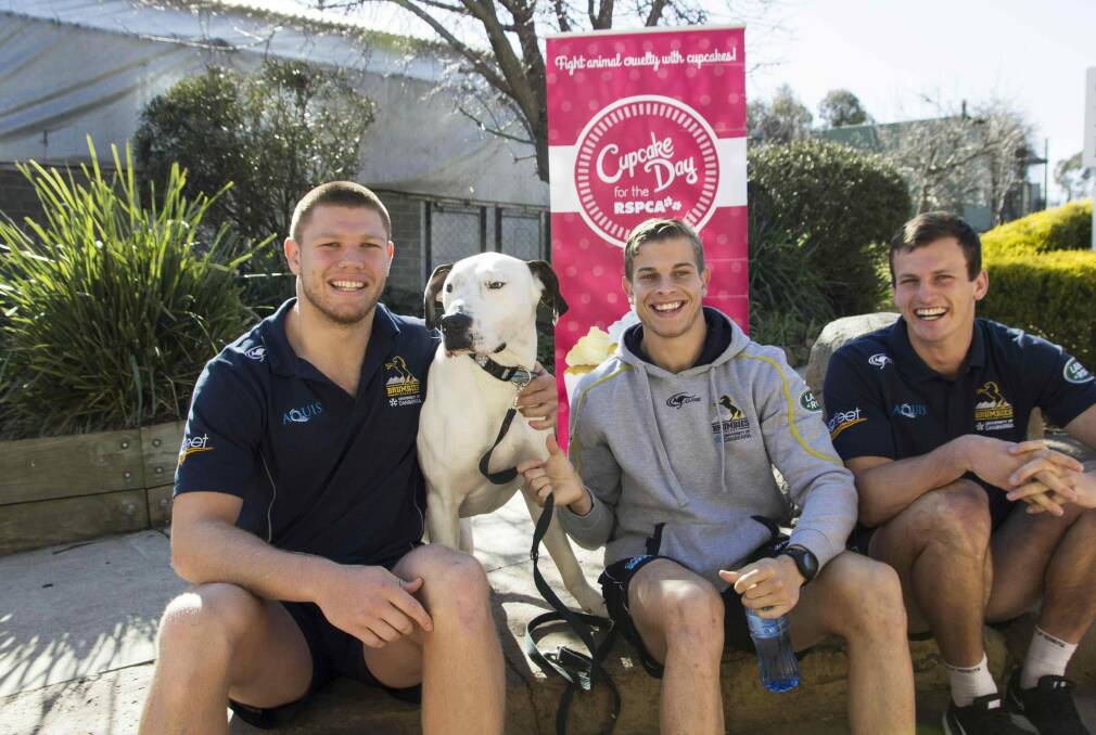 ACT Brumbies players Blake Enever, Michael Dowsett and James Dargaville with Joker the dog at the RSPCA ACT shelter in Weston. Photo: Supplied