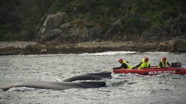 National Parks crews mount the rescue operation tracking the whale from Narooma down to Bermagui where it was cut free. Photo: National Parks / Narooma News