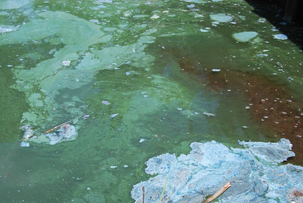 Blue-green algae on the surface of Lake Tuggeranong near the Wanniassa drain.  Photo: Supplied