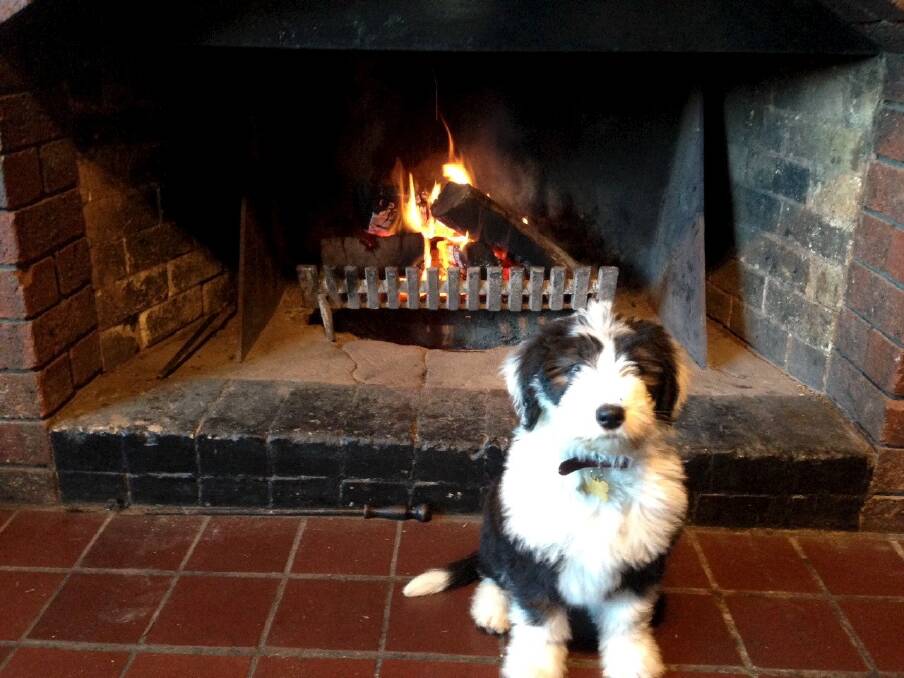 Top spot: Harry, the old English sheepdog, warms up at the George Harcourt. Photo: George Harcourt