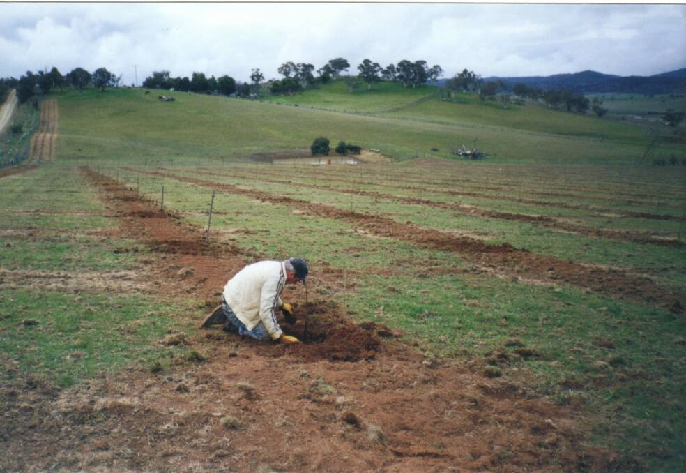 John Kane planting the first chestnut tree at TweenHills in 1997. Photo: Supplied