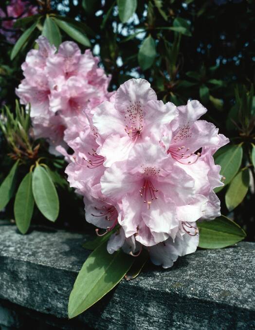 Rhododendrons are deeply dull for most of the year but all is forgiven when they bloom. Photo: Supplied