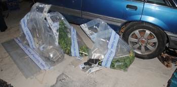 Police seized hydroponic cannabis plants during a raid at a Bonner home. Photo: ACT Policing