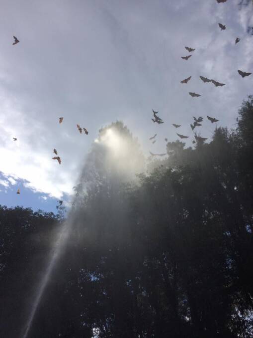 Jerrabomberra Rural Fire Service volunteers joined forces with ACT Wildlife to cool off the Commonwealth Park flying fox colony during the heatwave.? Photo: ACT Wildlife