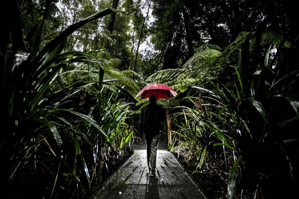 Craig Webber walks through the rainforest at the Australian National Botanic Gardens. Photo: Jay Cronan