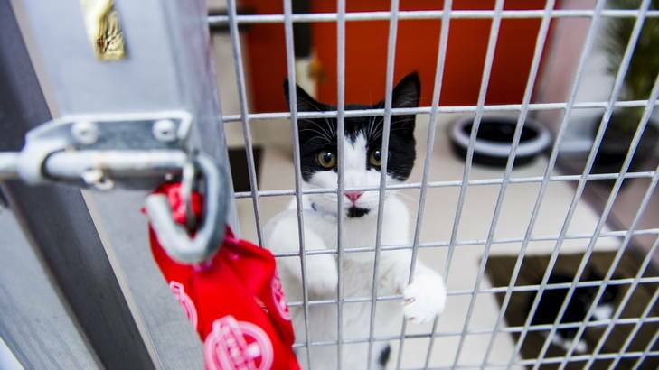 Missy investigates the RSPCA's new cat boarding facility, "Tango's Place". Photo: Rohan Thomson