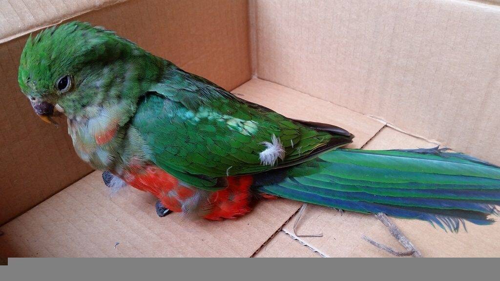 The stunned, beaten up king parrot recuperating.  Photo: Richard Bush