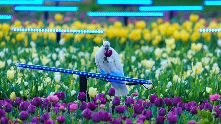 Cockatoos at Floriade. Floriade was chosen as the favourite event. Photo: Katherine Griffiths