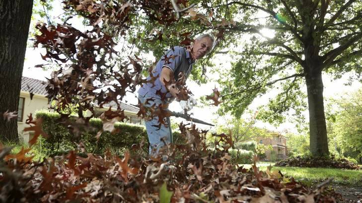 COOL CHANGE: Ron Levison from Britain, at work in the garden where he is staying, says he enjoys autumn in Canberra. ''It's like a home away from home at the moment.'' Photo: Jeffrey Chan