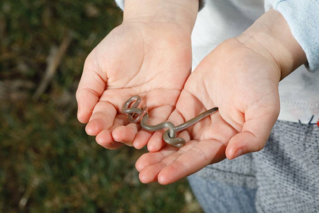 Five-year-old Googong resident Chloe Beck holds a pink-tailed worm-lizard in Googong. Photo: Sitthixay Ditthavong