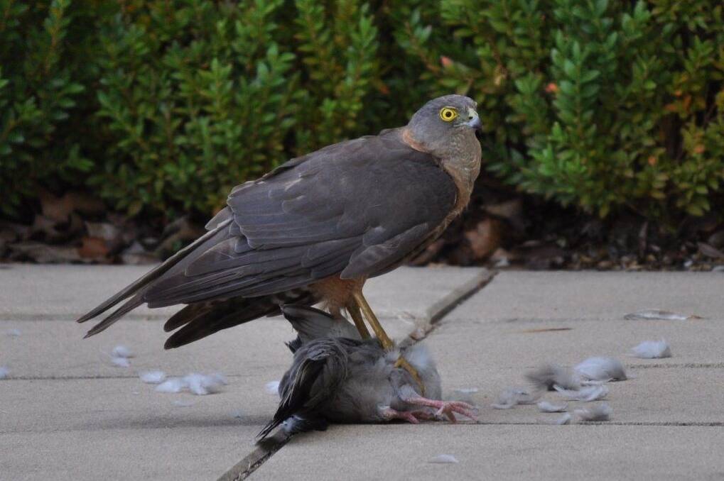 Flight of fury: Brown Goshawk slays Crested Pigeon.  Photo: Rod Macleod