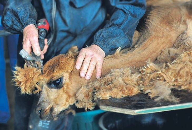 Shear luxury from cutting edge farming
