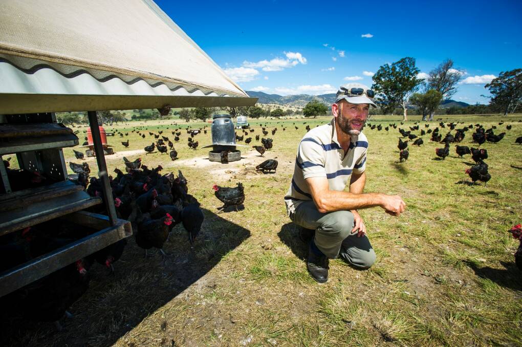 Cuppacumbalong farmer Bruce Gibbs amongst his free range chickens.  Photo: Elesa Kurtz