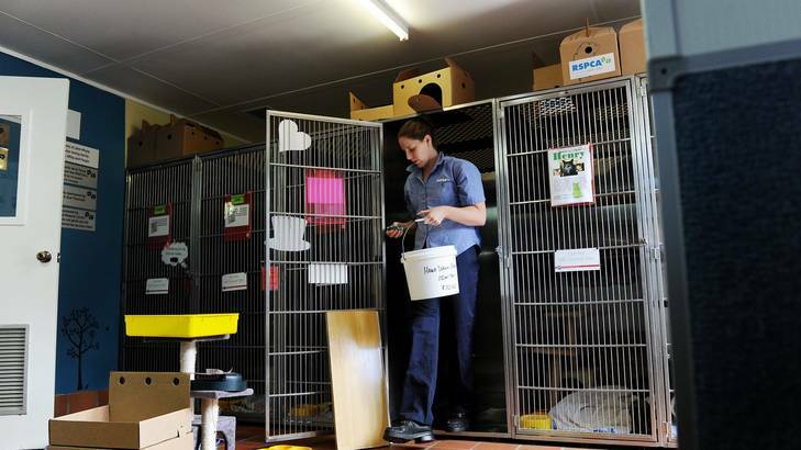 Olympic champion Alicia Coutts  cleans out a cat cage at the RSPCA yesterday. Photo: Colleen Petch