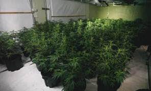 Inside a grow house which was located at Kaleen on Wednesday. Photo: ACT Policing