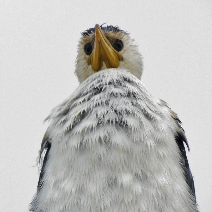 A little pied cormorant looks down on our species.   Photo: John Bundock