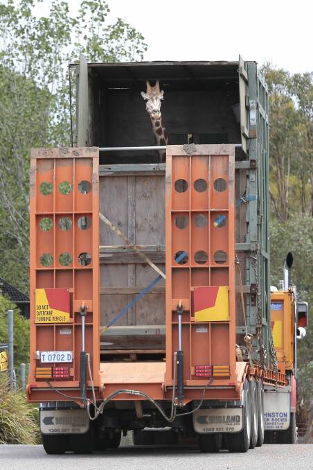 Mzungu the giraffe peers out of her ride to the zoo. Photo: Jeffery Chan