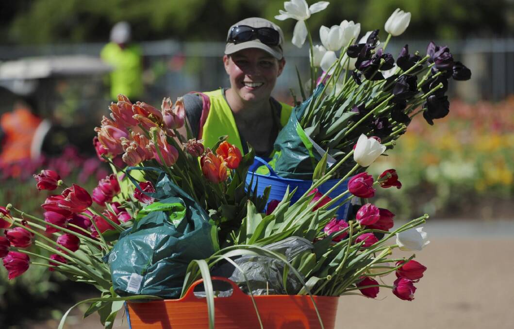  Virginia McWhirter, of Isaacs, representing the Capital Hotel Group, collects some tulips. Organisations and members of the public harvested the blooms at Floriade after it closed on Sunday. Photo: Graham Tidy
