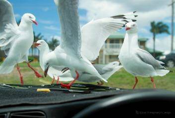 Chip inside, gulls outside. From Ashleigh Croxford Photo: Ashleigh Croxford
