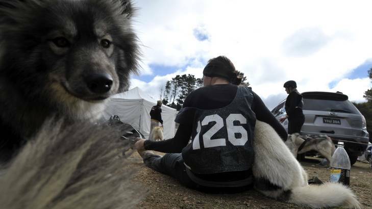 Wendy Lee and dog Kyra after the Junior Dog Sled Races at Kowen Forest on Sunday. Photo: Jay Cronan