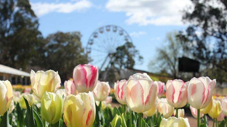 Floriade, Canberra's month-long celebration of spring, kicked off at the weekend. Photo: Supplied