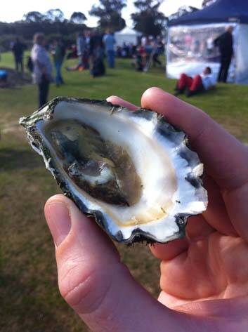 Almost 10,000 oysters were sold on Saturday. Photo: Tim Burke