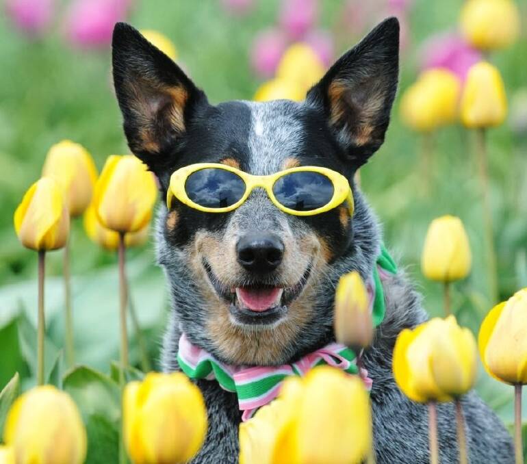 Dog in heaven among tulips.