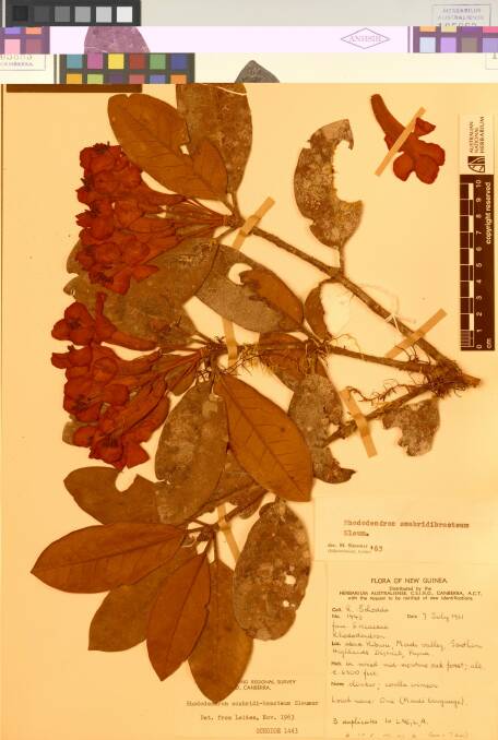 A plant specimen collected by CSIRO in PNG in 1961. Photo: Supplied