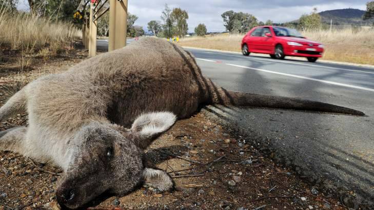 A dead kangaroo on Majura Road. Photo: Jay Cronan