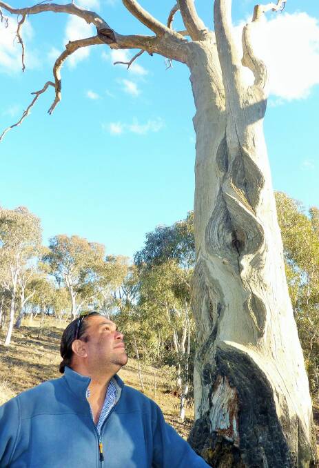 Adrian Brown, Ngunnawal descendant and Ngunnawal country ranger in the ACT Parks and Conservation Service is mystified by the markings on this tree – can you help? Photo: Tim the Yowie Man