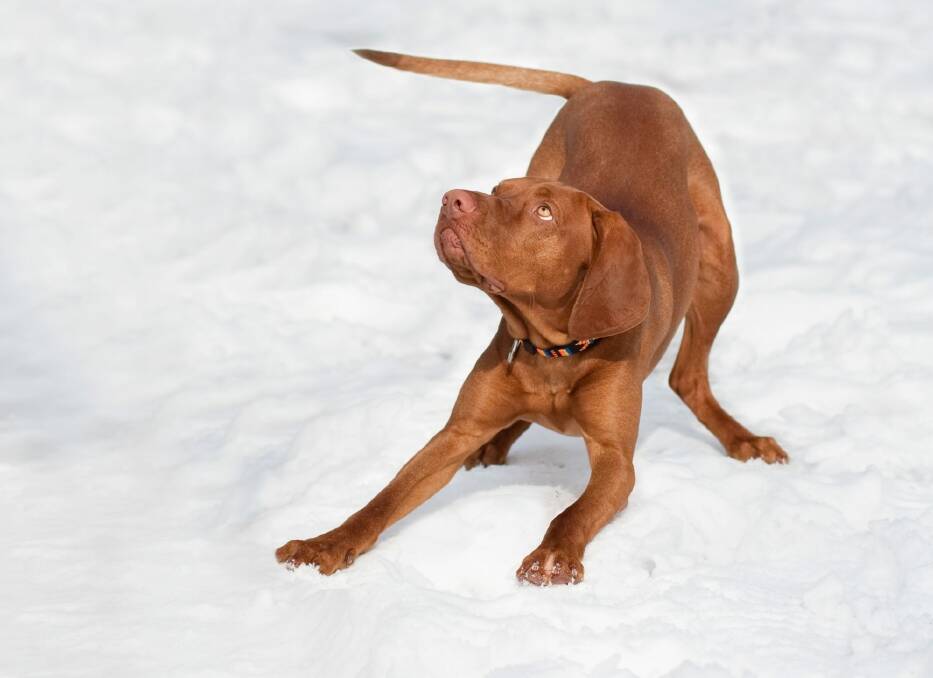 Do you think your dog would like a romp in the snow? Photo: Supplied