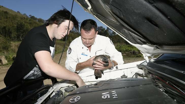 Cameron Blaseotto shows Brett McNamara how he suspect a platypus found its way into the engine compartment of his ute before being released back into the water at Angle Crossing. Photo: Jeffrey Chan