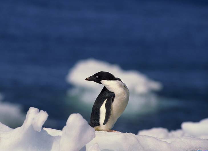 Adelie Penguin, Antarctica. Photo: AFP