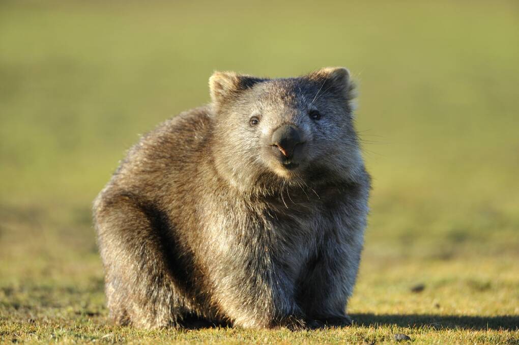 Wistful wombats await the harvest.  Photo: Supplied