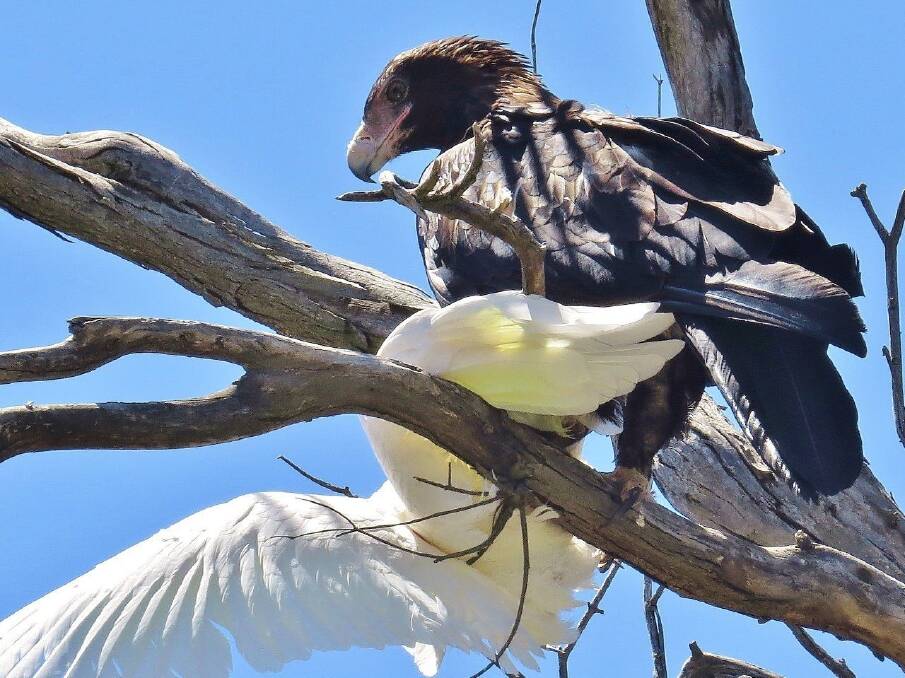 A wedge-tailed eagle dines out on a cockatoo near Tidbinbilla.  Photo: John Bundock