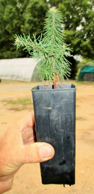 One of 49 noble fir seedlings to be planted at Bendora Arboretum this week.. Photo: Steve Thomas
