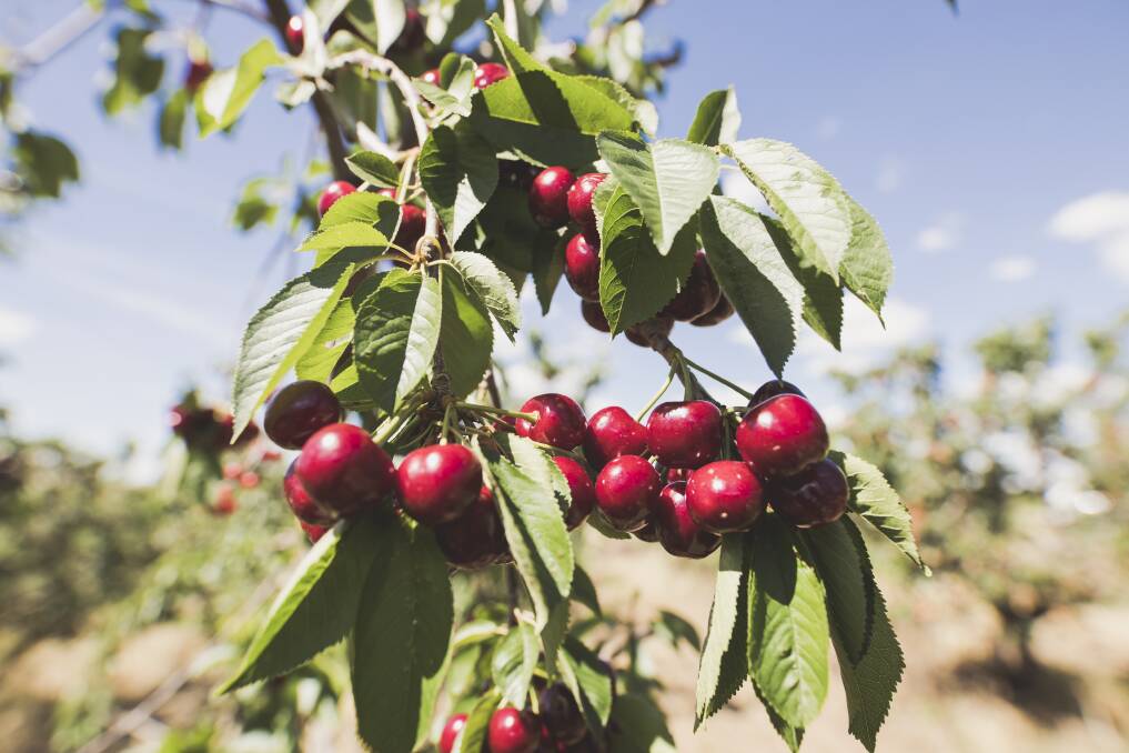 Cherries on a cherry farm south of Young in November. Photo: Jamila Toderas